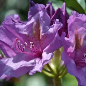 Rododendron Catawbiense Grandiflorum