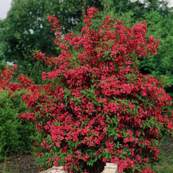 Weigela Red Prince