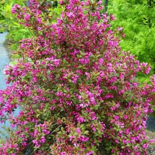 Weigela Victoria