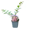 Világos rózsaszín selyemmirtusz (Lagerstroemia indica)
