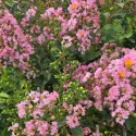 Világos rózsaszín selyemmirtusz (Lagerstroemia indica)