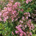 Világos rózsaszín selyemmirtusz (Lagerstroemia indica)