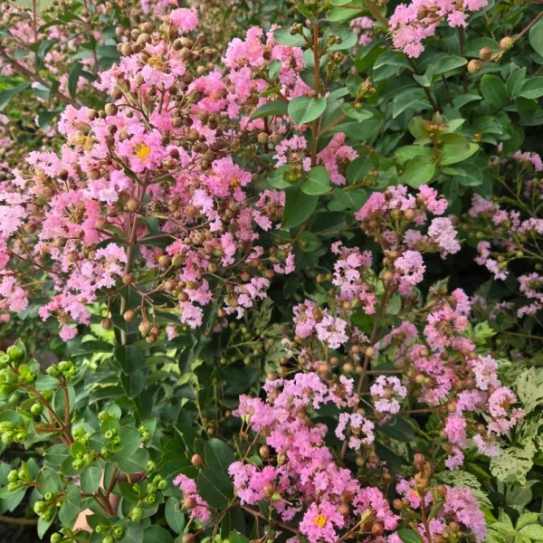 Világos rózsaszín selyemmirtusz (Lagerstroemia indica)