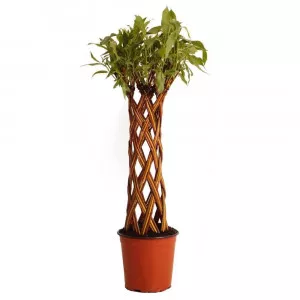 Fonott fűz (Salix alba x purpurea), 4 L-es cserépben