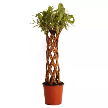 Fonott fűz (Salix alba x purpurea), 4 L-es cserépben