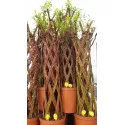 Fonott fűz (Salix alba x purpurea), 4 L-es cserépben