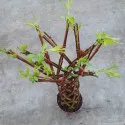 Fonott fűz (Salix alba x purpurea), 4 L-es cserépben
