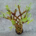 Fonott fűz (Salix alba x purpurea), 4 L-es cserépben