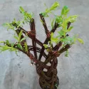 Fonott fűz (Salix alba x purpurea), 4 L-es cserépben