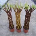 Fonott fűz (Salix alba x purpurea), 4 L-es cserépben