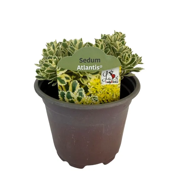 Varjúháj Atlantis (Sedum)