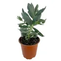 Varjúháj Herbstfreude (Sedum)