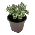 Varjúháj La vie en rose (Sedum)