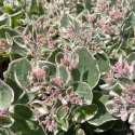 Varjúháj La vie en rose (Sedum)