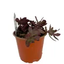 Varjúháj SunSparkler Firecracker (Sedum)