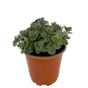 Varjúháj SunSparkler Lime Zinger (Sedum)