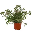 Varjúháj Tricolor (Sedum)
