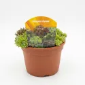 Kövirózsa keverék (Sempervivum)