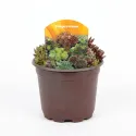 Kövirózsa keverék (Sempervivum)