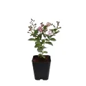 Sötét rózsaszín selyemmirtusz (Lagerstroemia indica)