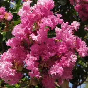 Sötét rózsaszín selyemmirtusz (Lagerstroemia indica)