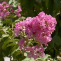 Sötét rózsaszín selyemmirtusz (Lagerstroemia indica)
