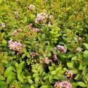 Sötét rózsaszín selyemmirtusz (Lagerstroemia indica)