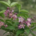Rózsaszín gyöngyvirágcserje Strawberry Fields (Deutzia hybrida)