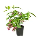 Rózsaszín gyöngyvirágcserje Strawberry Fields (Deutzia hybrida)