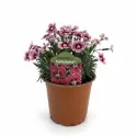 Szegfű Flutterburst (Dianthus)
