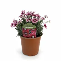 Szegfű Flutterburst (Dianthus)