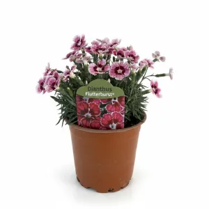 Szegfű Flutterburst (Dianthus)