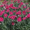 Szegfű Flutterburst (Dianthus)