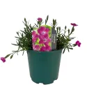 Szegfű Kahori Pink (Dianthus)
