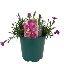 Szegfű Kahori Pink (Dianthus)