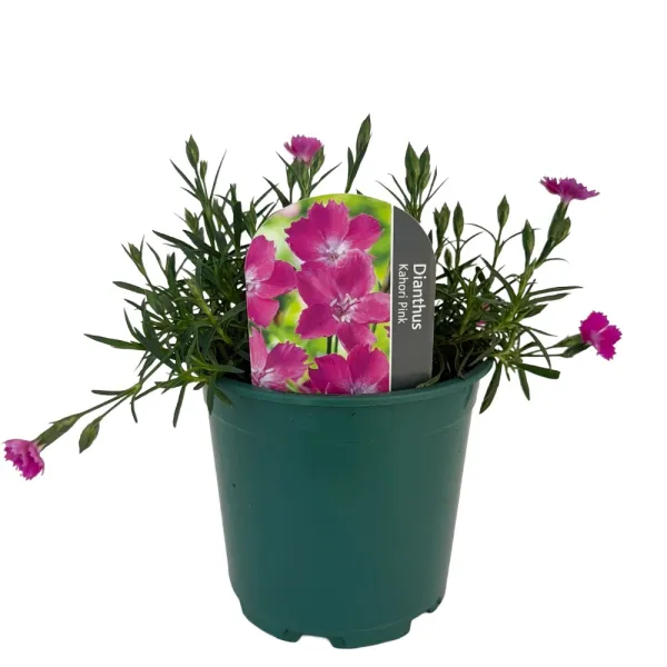 Szegfű Kahori Pink (Dianthus)