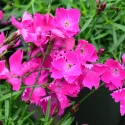 Szegfű Kahori Pink (Dianthus)