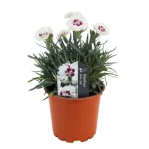 Szegfű Silver Star (Dianthus)