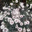 Szegfű Silver Star (Dianthus)