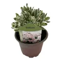 Varjúháj La vie en rose (Sedum)