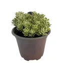Varjúháj Atlantis (Sedum)