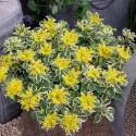 Varjúháj Atlantis (Sedum)
