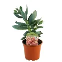 Varjúháj Herbstfreude (Sedum)