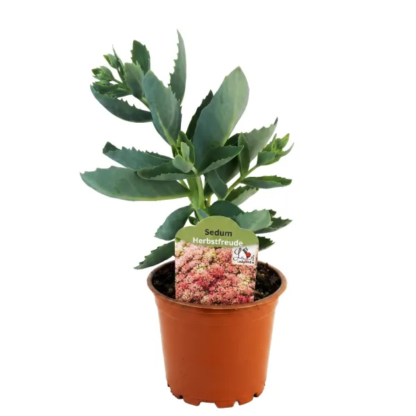 Varjúháj Herbstfreude (Sedum)