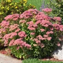 Varjúháj Herbstfreude (Sedum)