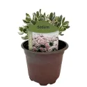 Varjúháj La vie en rose (Sedum)