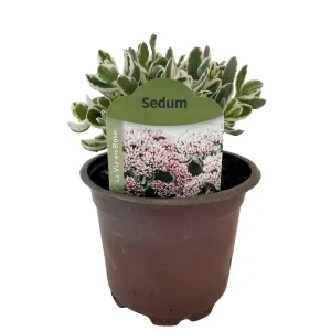 Varjúháj La vie en rose (Sedum)