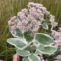 Varjúháj La vie en rose (Sedum)