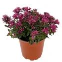 Varjúháj Purple Winter (Sedum)