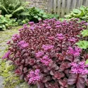 Varjúháj Purple Winter (Sedum)
